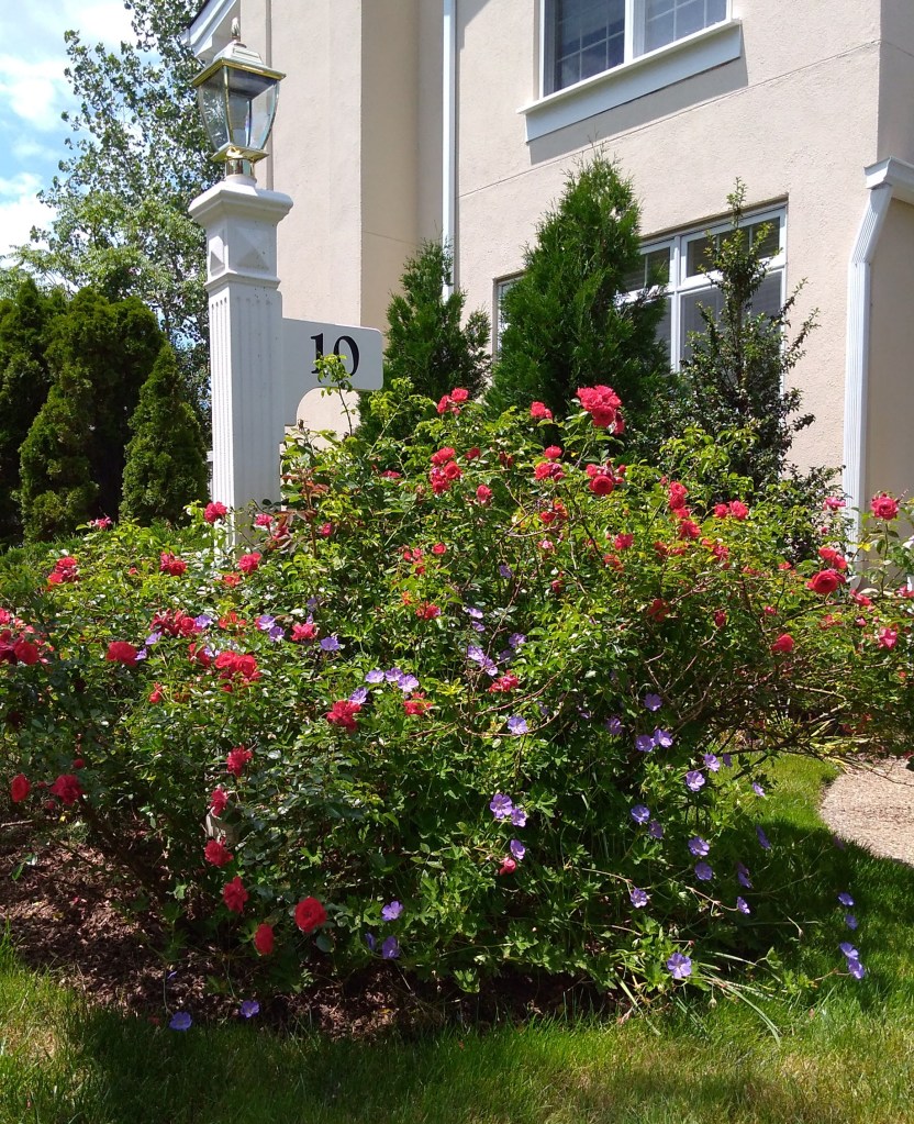 IMG_20170628_124612063